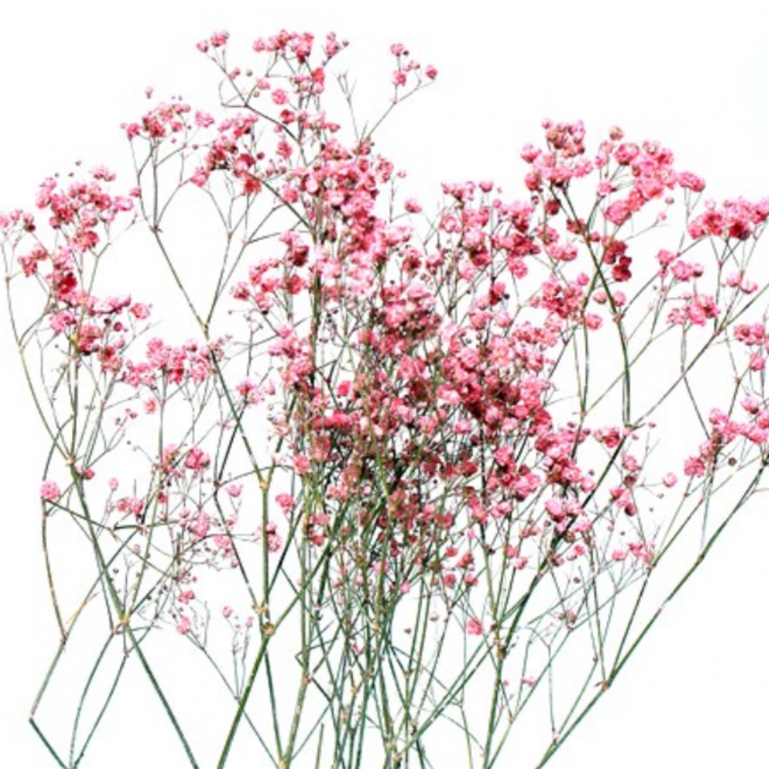 Dried Baby's Breath Bunch