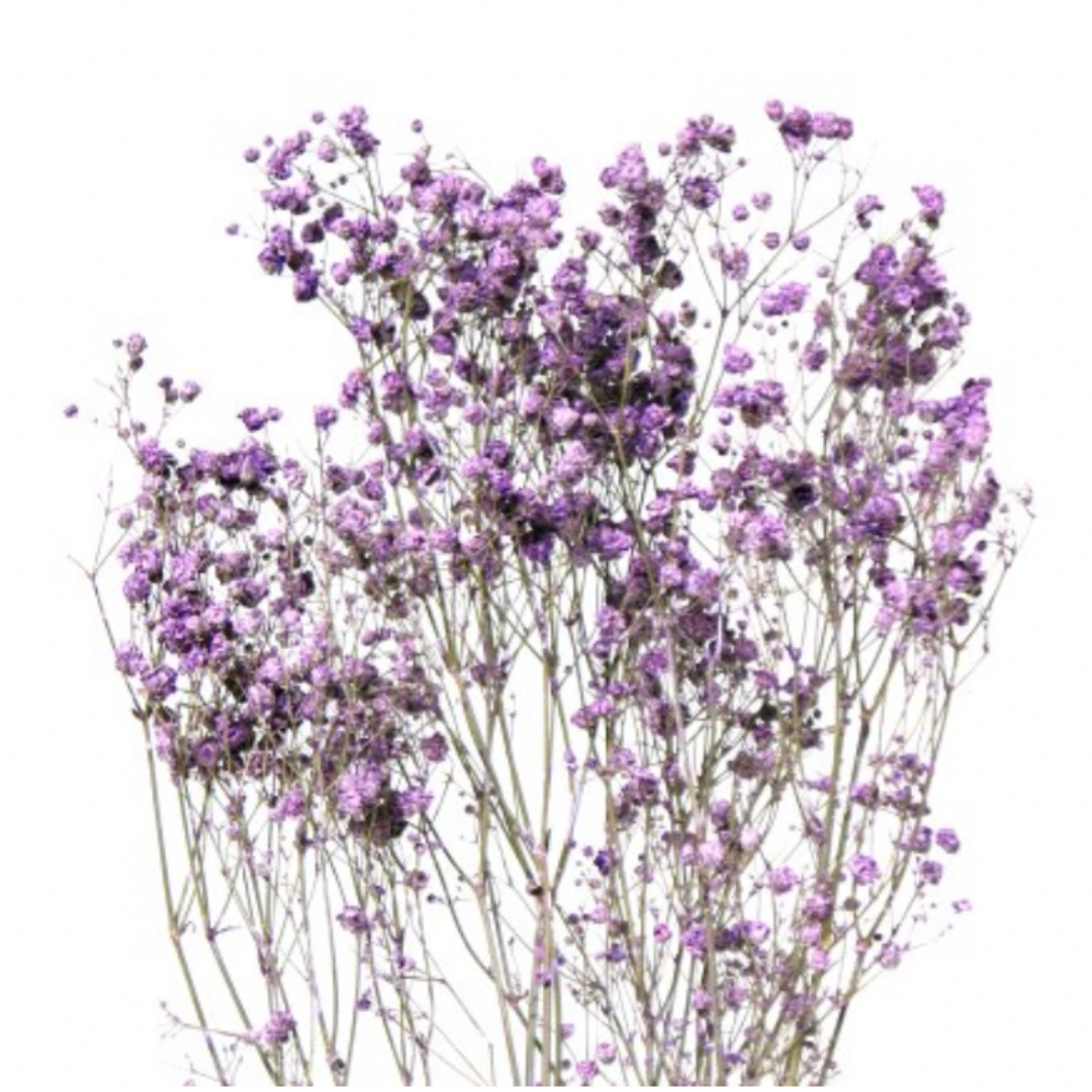 Dried Baby's Breath Bunch