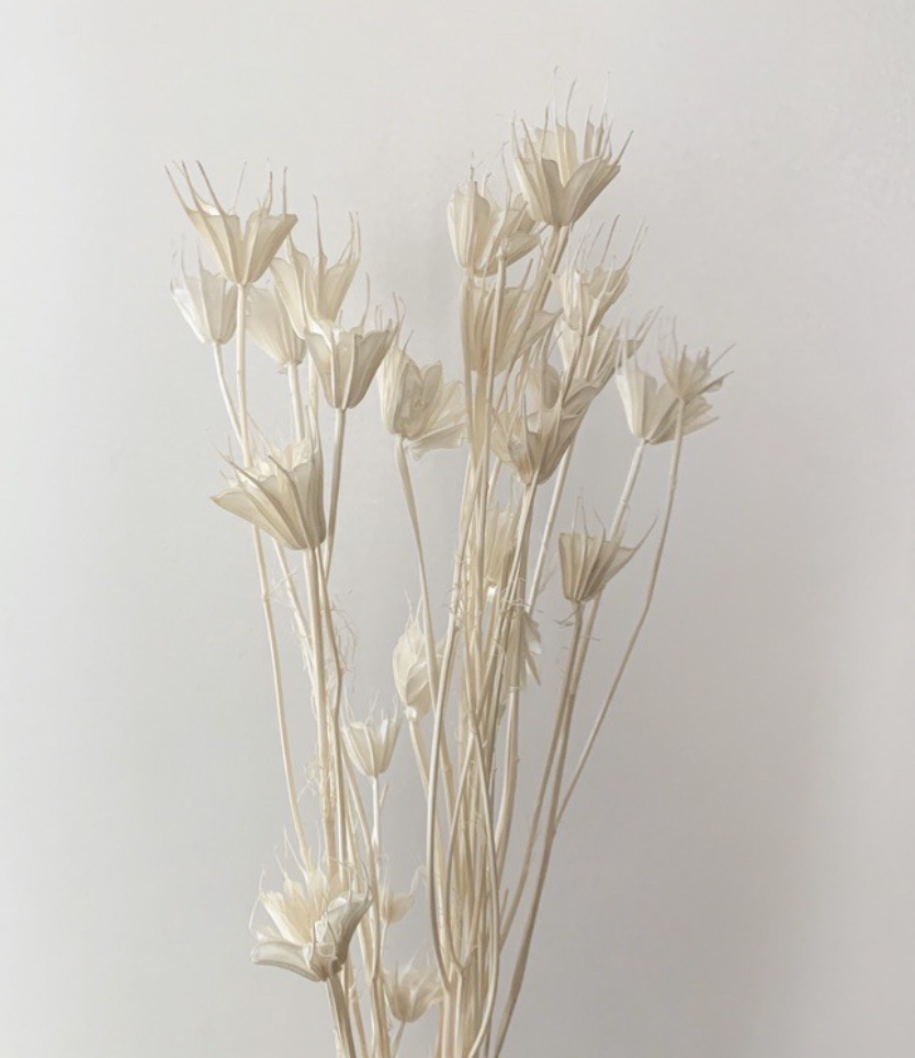 Dried Nigella Orientalis