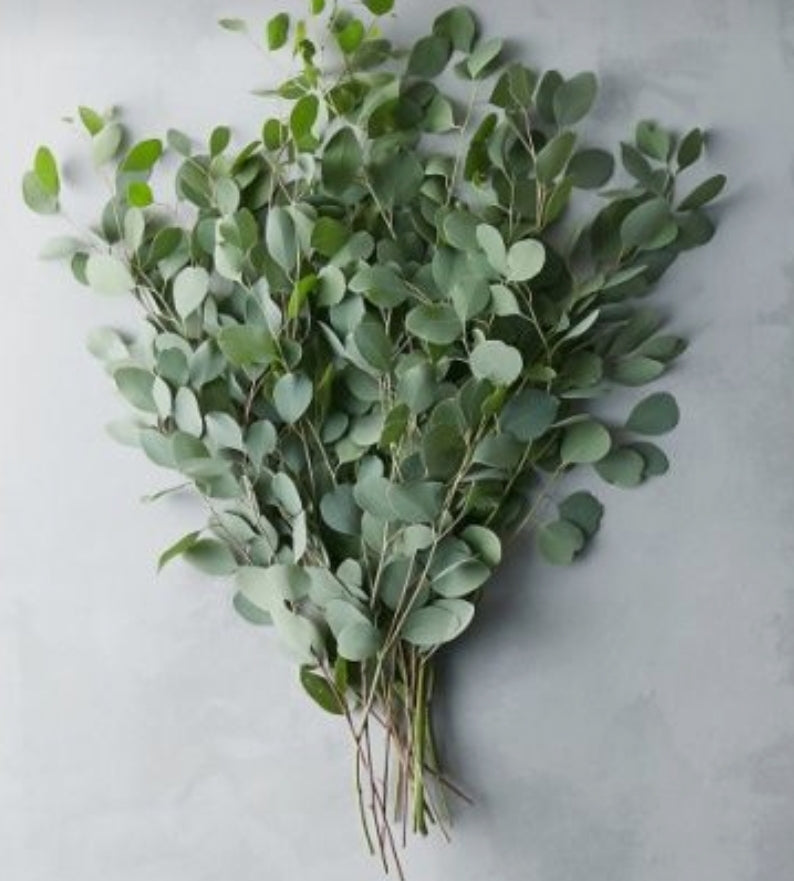 Premium Preserved Eucalyptus
