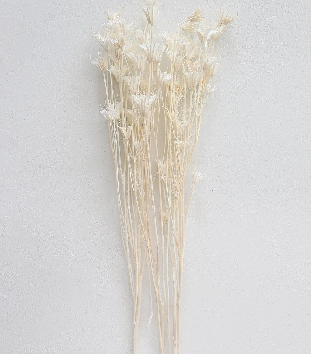 Dried Nigella Orientalis