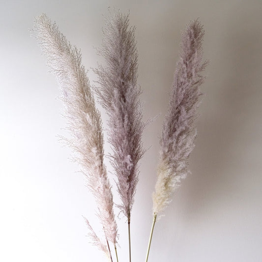 Pampas Grass - Grey 3 Stems