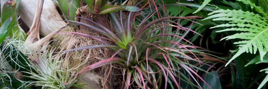 Air Plants Unveiled: Essential Care Tips for Thriving Tillandsias
