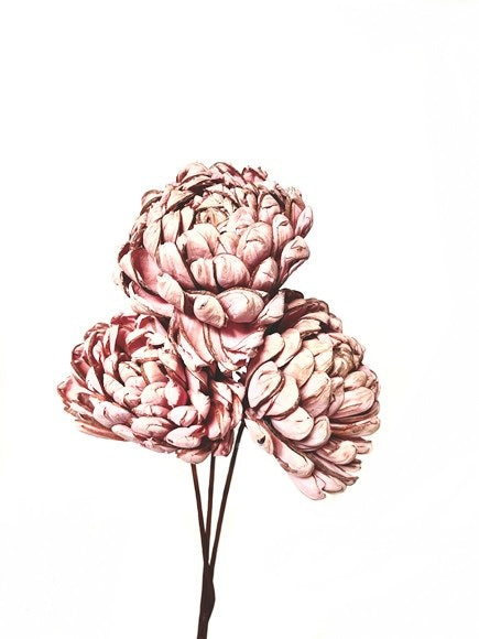 Sola Chrysanthemum