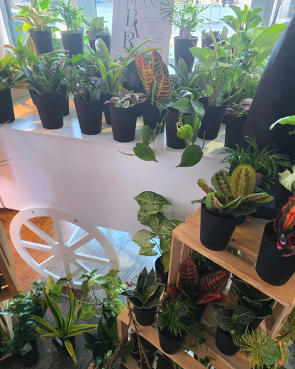 Plant Bar