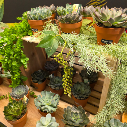 Succulent Bar
