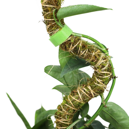The Bendable Moss Pole™ 𝘛𝘏𝘐𝘕