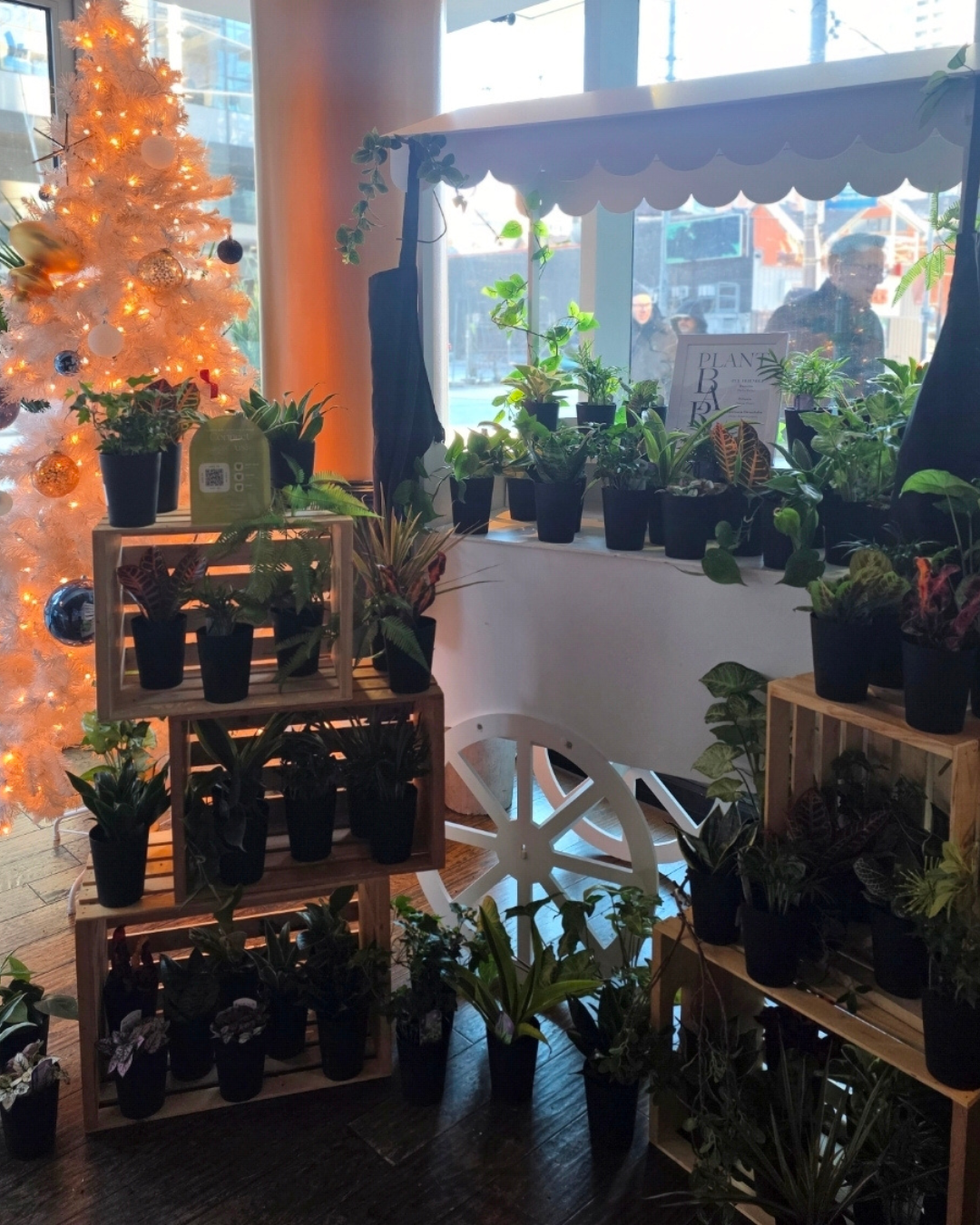 Plant Bar