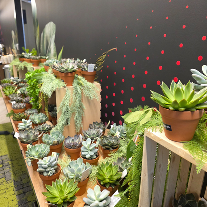 Succulent Bar