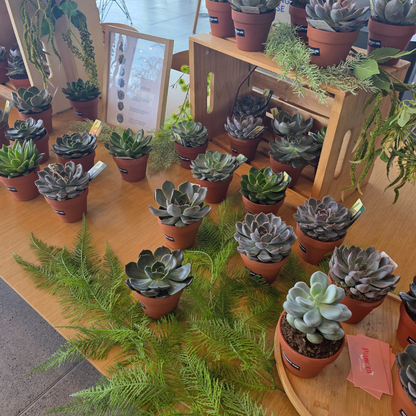 Succulent Bar