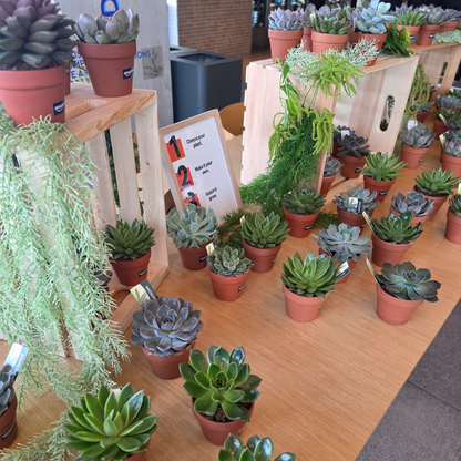 Succulent Bar
