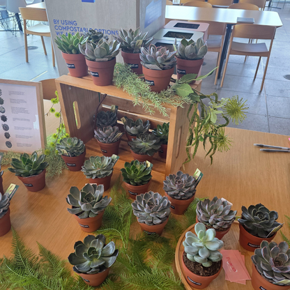 Succulent Bar