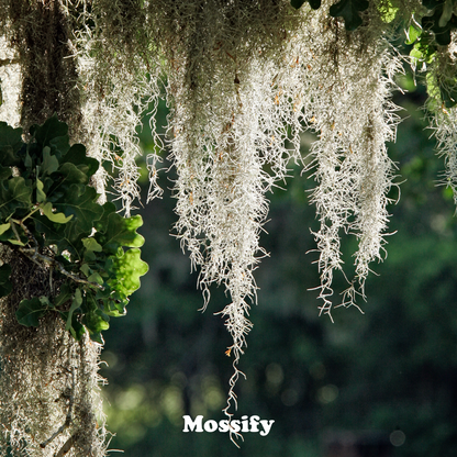 Premium Spanish Moss