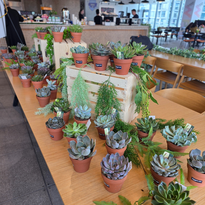 Succulent Bar