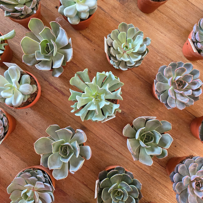Succulent Bar