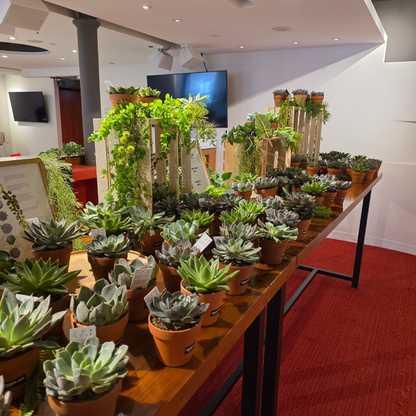 Succulent Bar