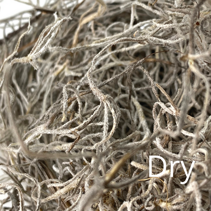Premium Spanish Moss
