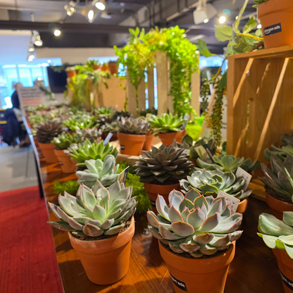 Succulent Bar