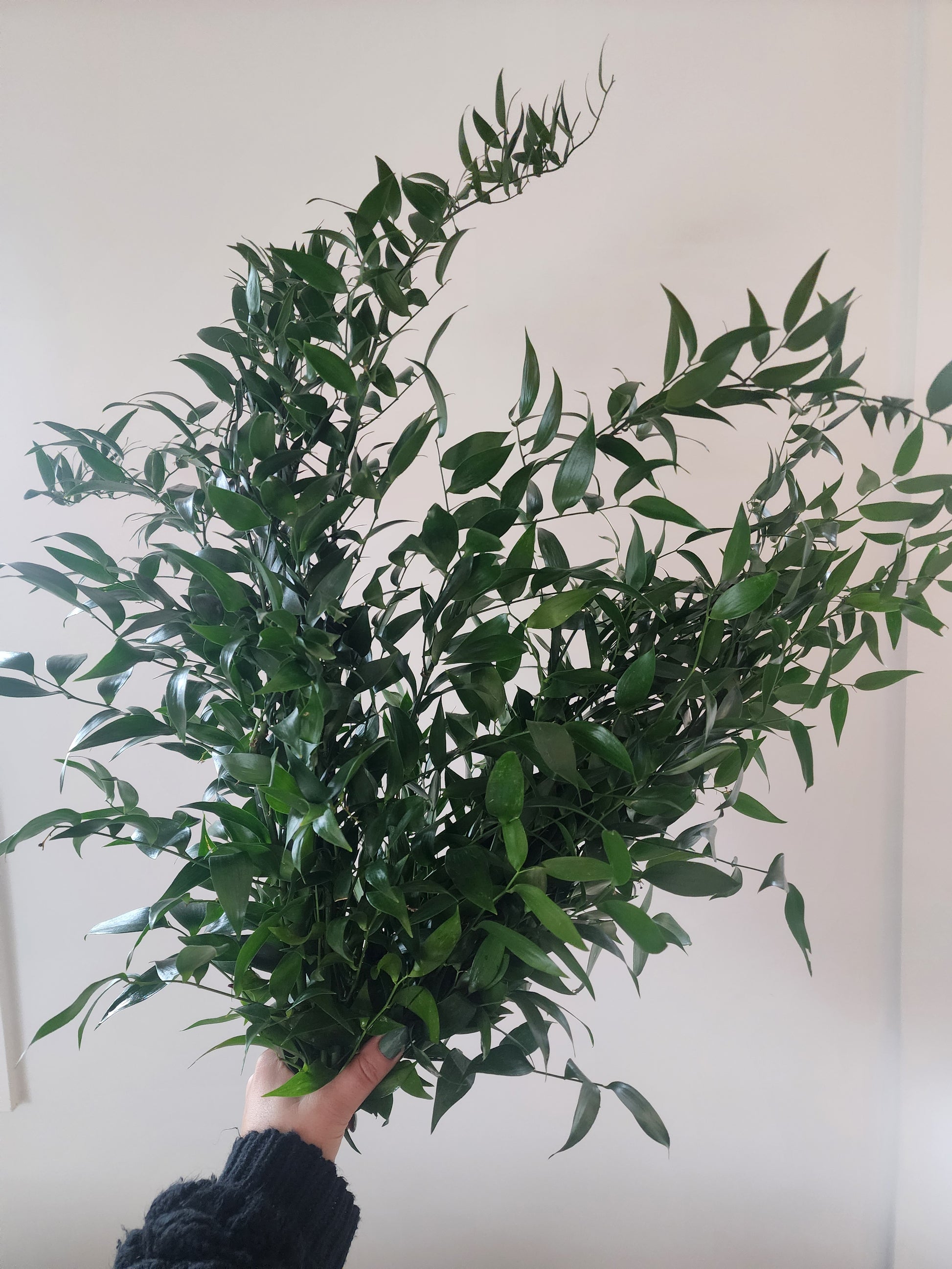 Ruscus bunch