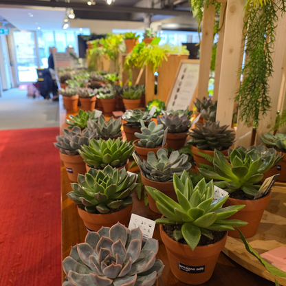 Succulent Bar