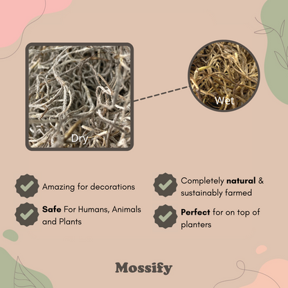 Premium Spanish Moss