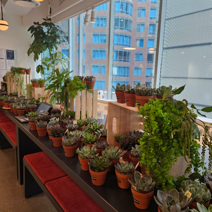 Succulent Bar