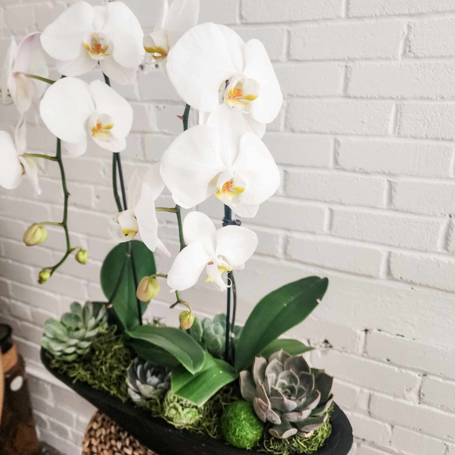 Orchid and succulent arrangement