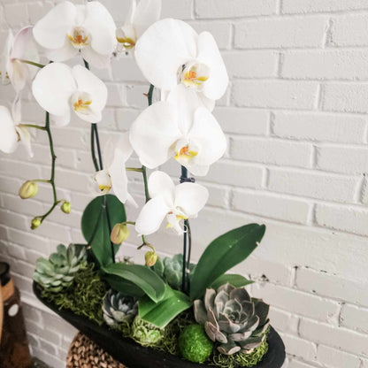 Orchid and succulent arrangement