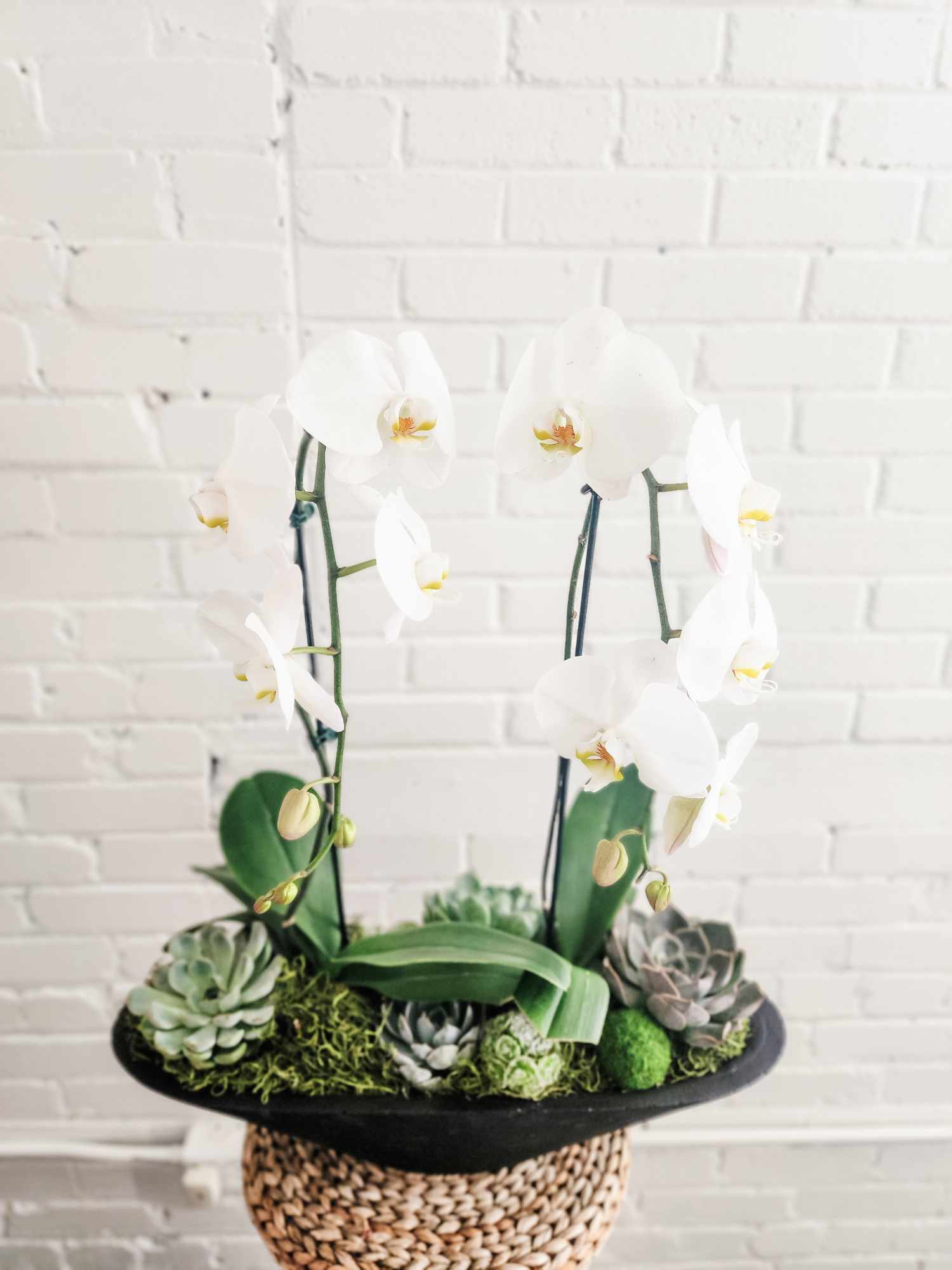 Orchid and succulent arrangement