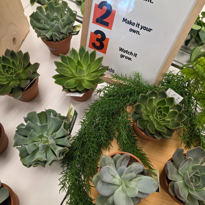 Succulent Bar
