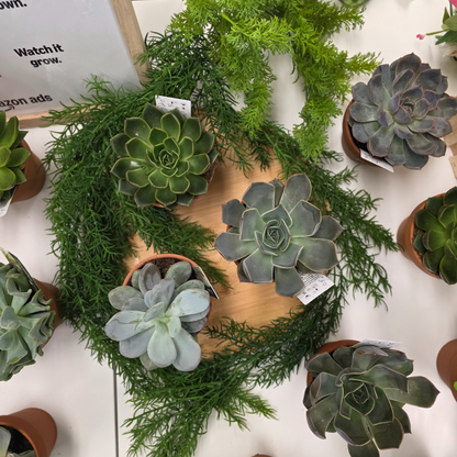 Succulent Bar
