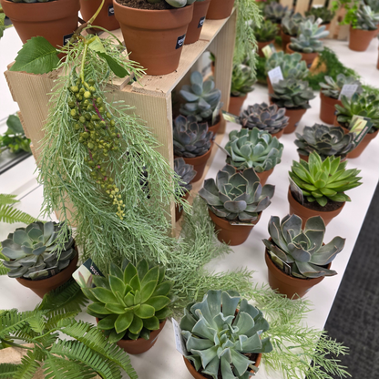 Succulent Bar