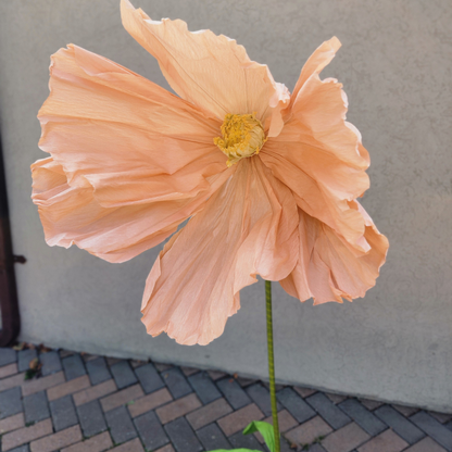 Life Size Flowers - Colourful Poppy!