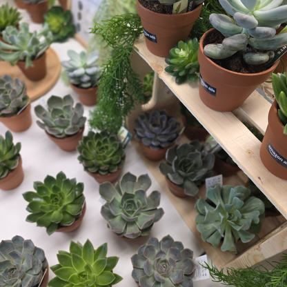 Succulent Bar