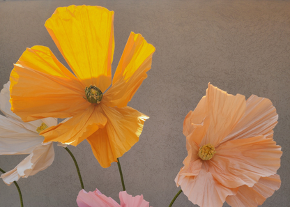 Life Size Flowers - Colourful Poppy!