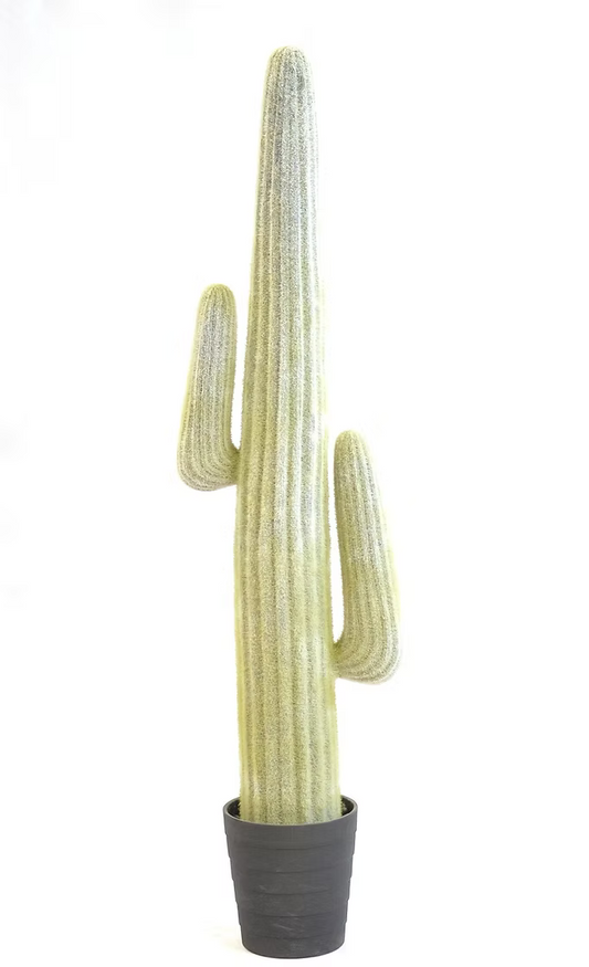 Old Man Cactus