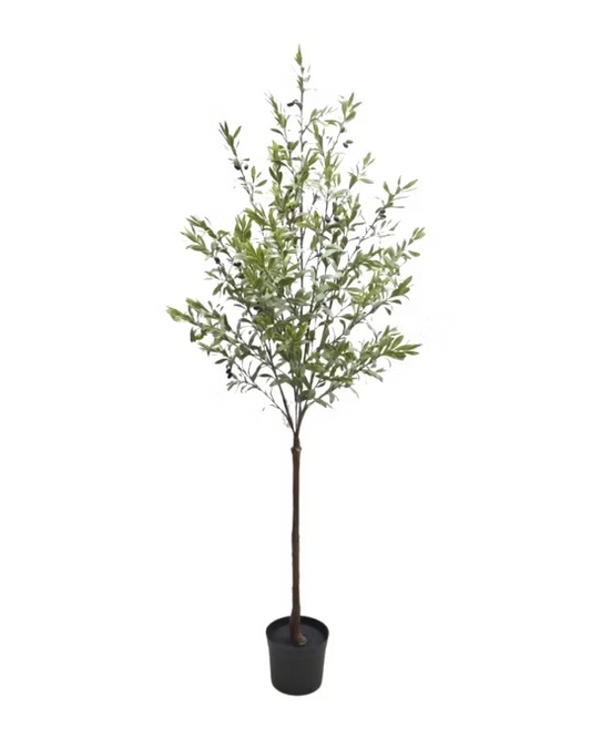 Olive Tree Faux