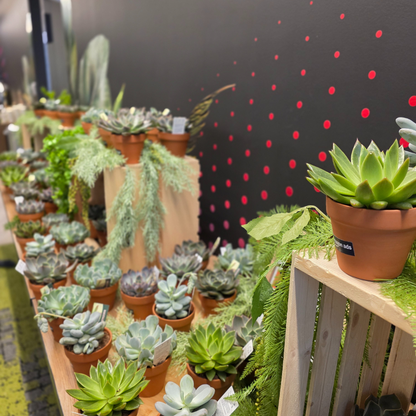 Succulent Bar
