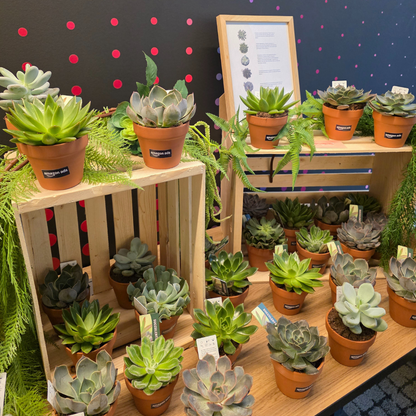Succulent Bar