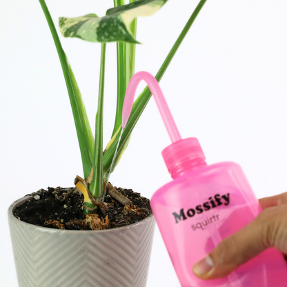 Mossify squirtr