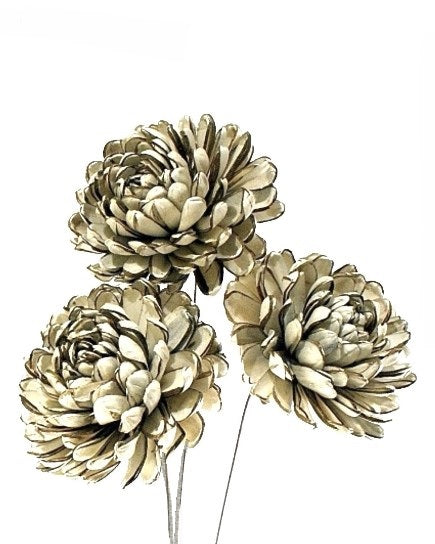 Sola Chrysanthemum
