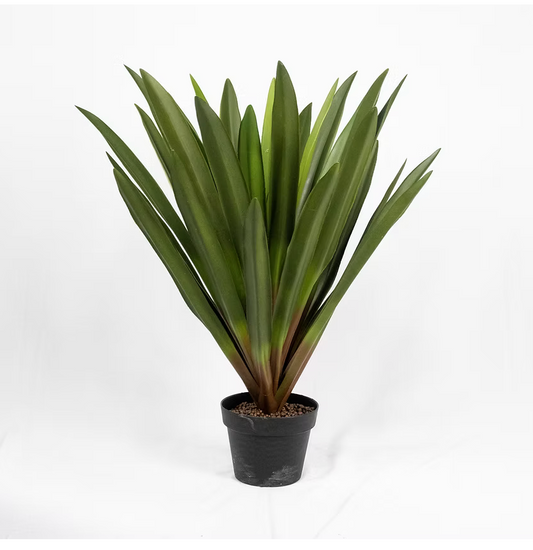 4.5' Amaryllis Plant in Black Planter