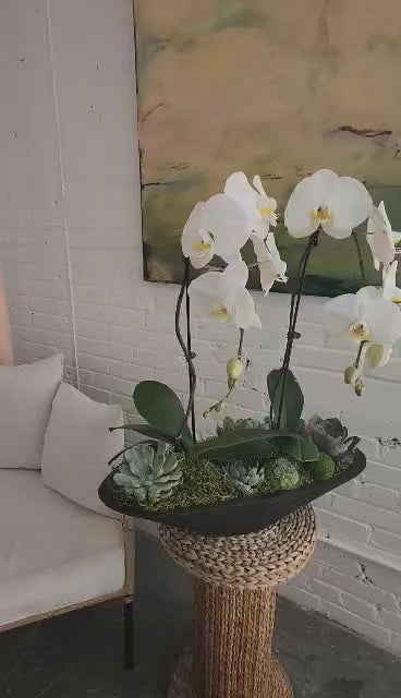 Orchid and succulent arrangement