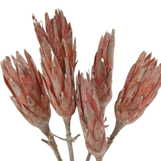 Dried Protea Flower