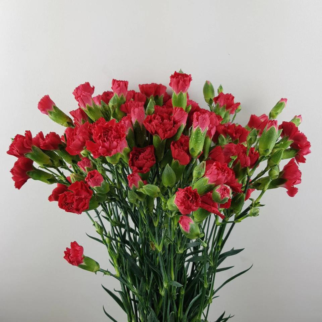 Spray Carnations Red