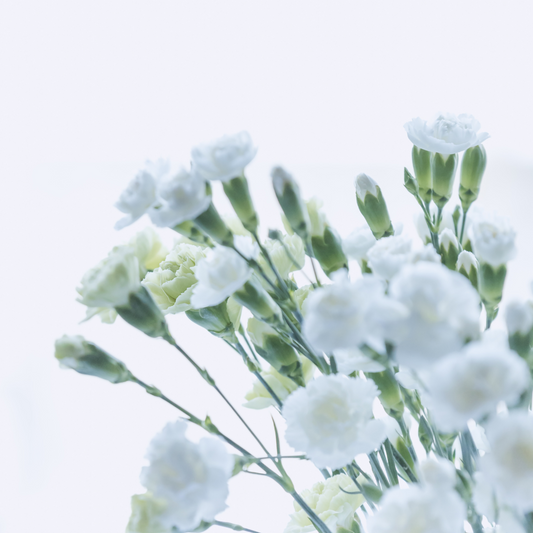 Spray Carnations White