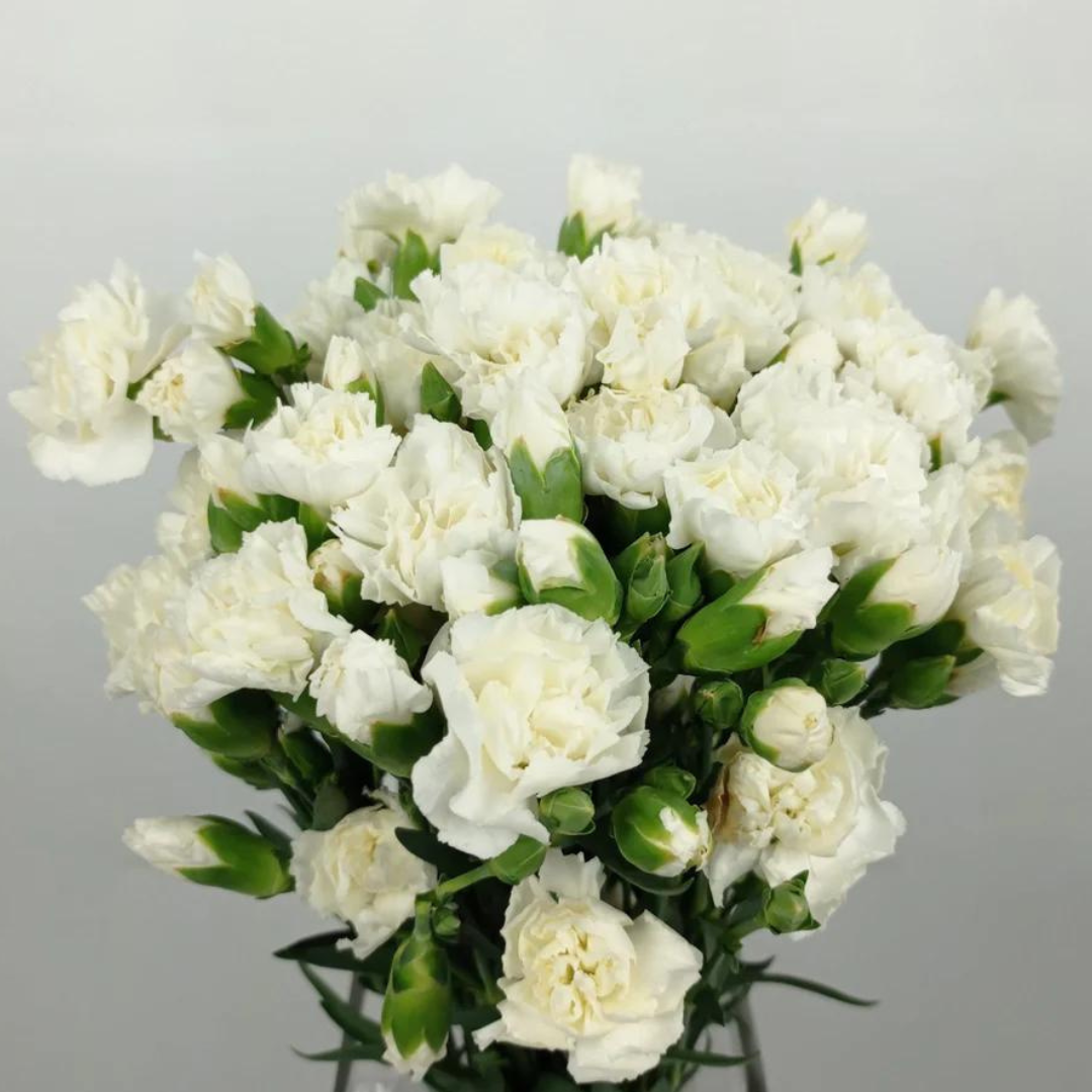 Spray Carnations White