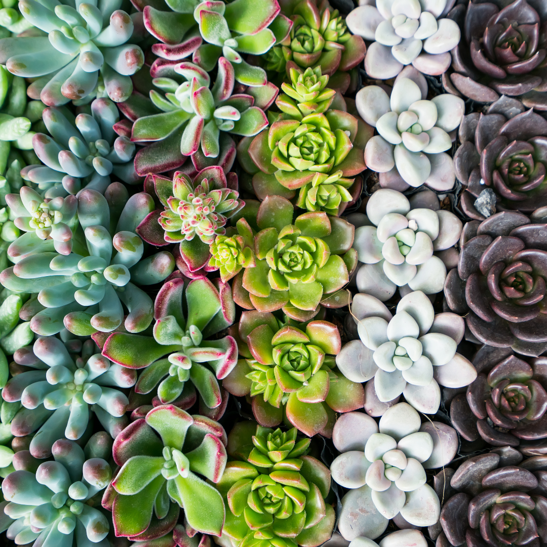 30 Assorted 1.5 Inch Colourful Assorted Succulents -  Event Favors