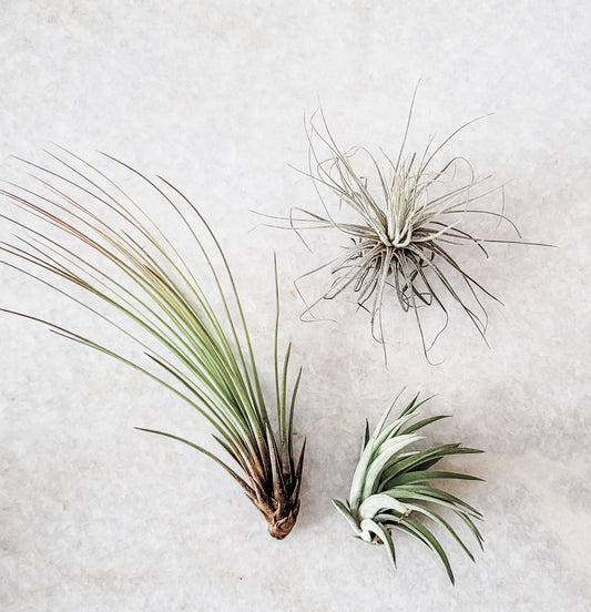 Set of 3 Airplants