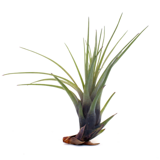 Ionantha Airplant